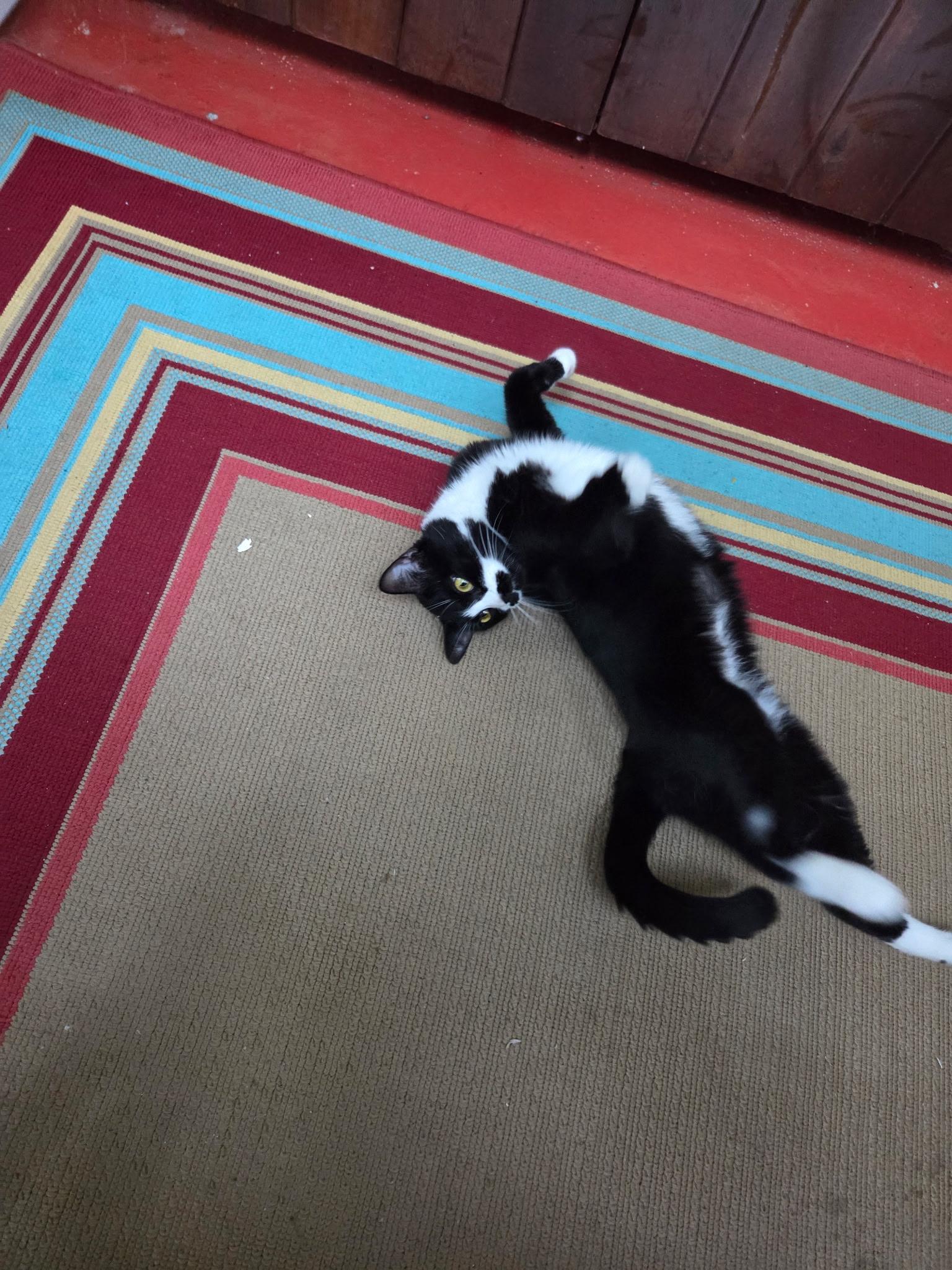 Enlarge Hannah, a ADOPTABLE Domestic Short Hair in Beverly, MA image 3/4