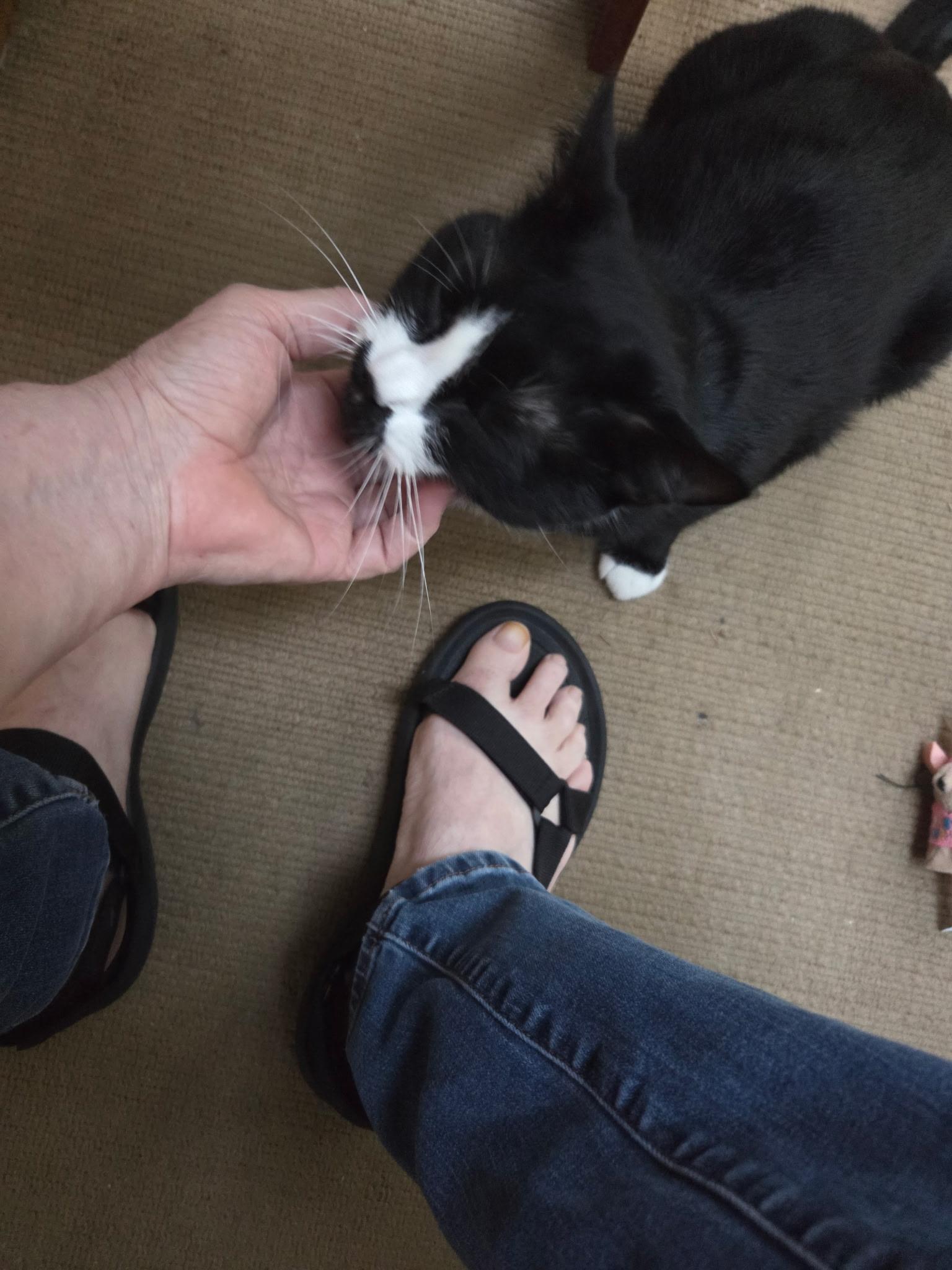 Enlarge Hannah, a ADOPTABLE Domestic Short Hair in Beverly, MA image 4/4