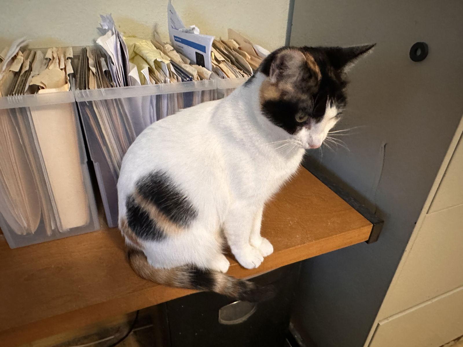 Enlarge Precious, a Adoptable Calico in Buena Park, CA image 1/2