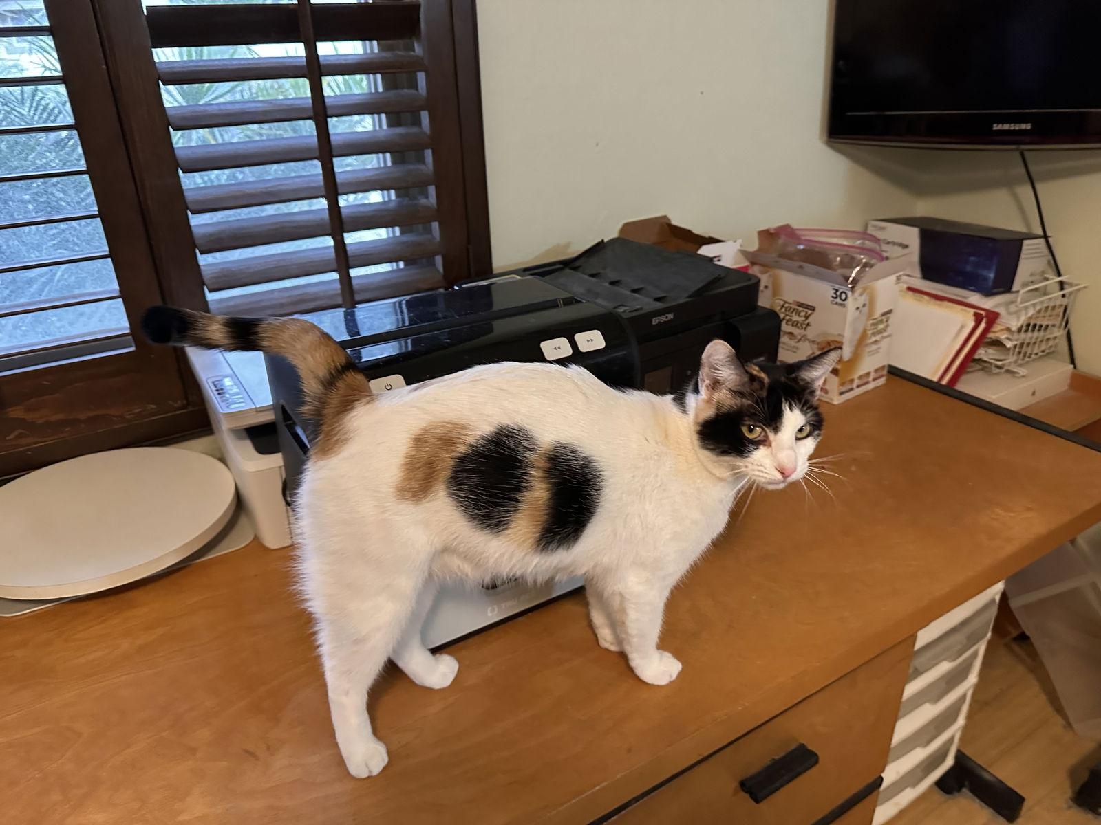 Enlarge Precious, a Adoptable Calico in Buena Park, CA image 2/2