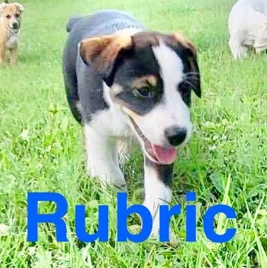 Rubric, Baby Male Australian Cattle Dog / Blue Heeler