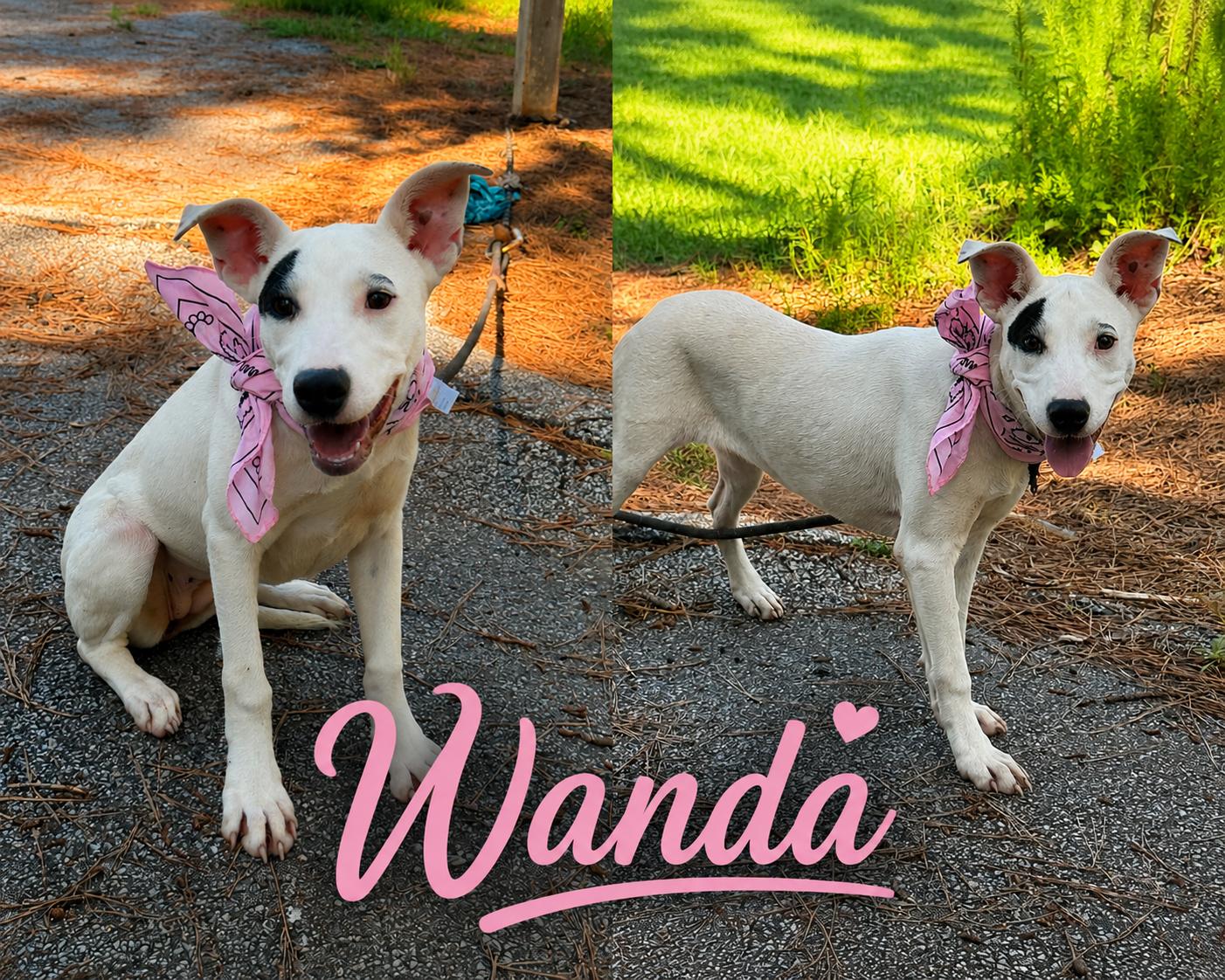 Wanda, Adoptable, Young Female Bull Terrier.
