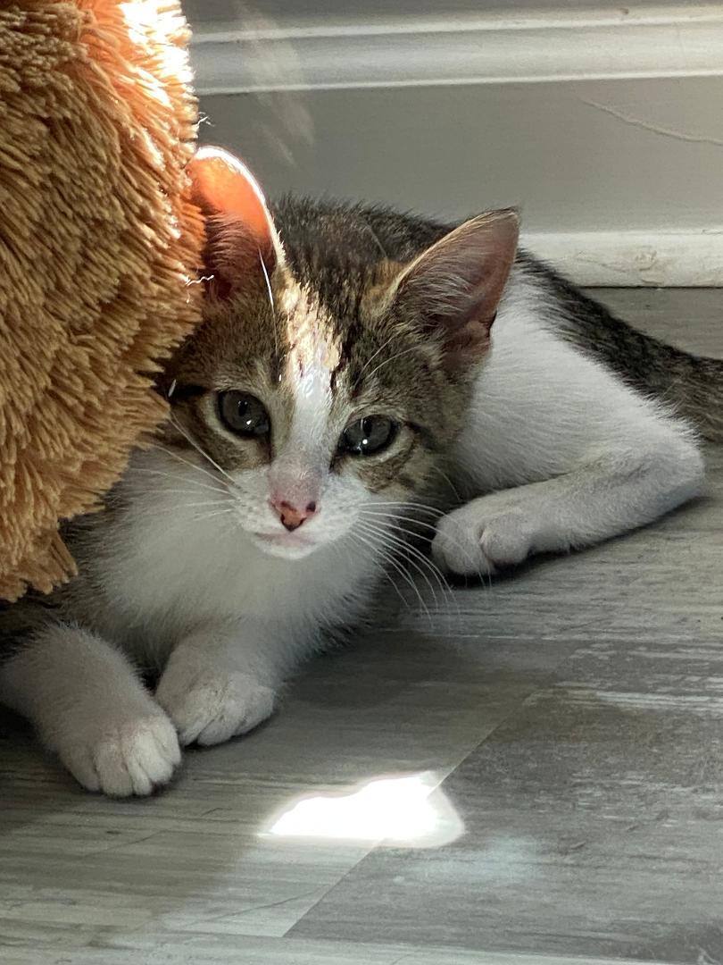 Enlarge Chips, a ADOPTABLE Domestic Short Hair in Sayreville, NJ image 1/1