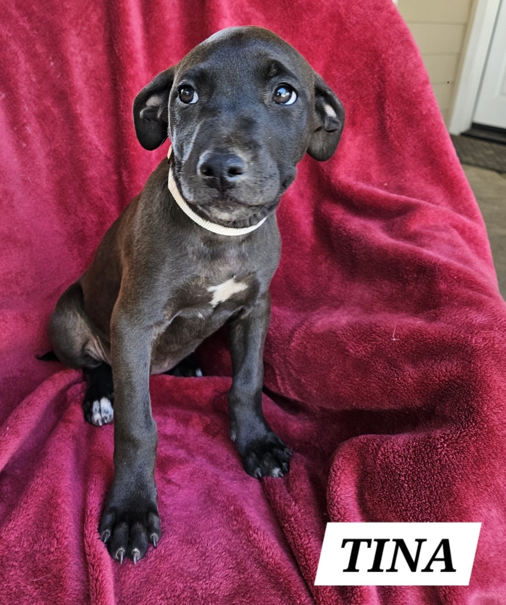 Tina, an adoptable Labrador Retriever in Sonora, CA, 95370 | Photo Image 5