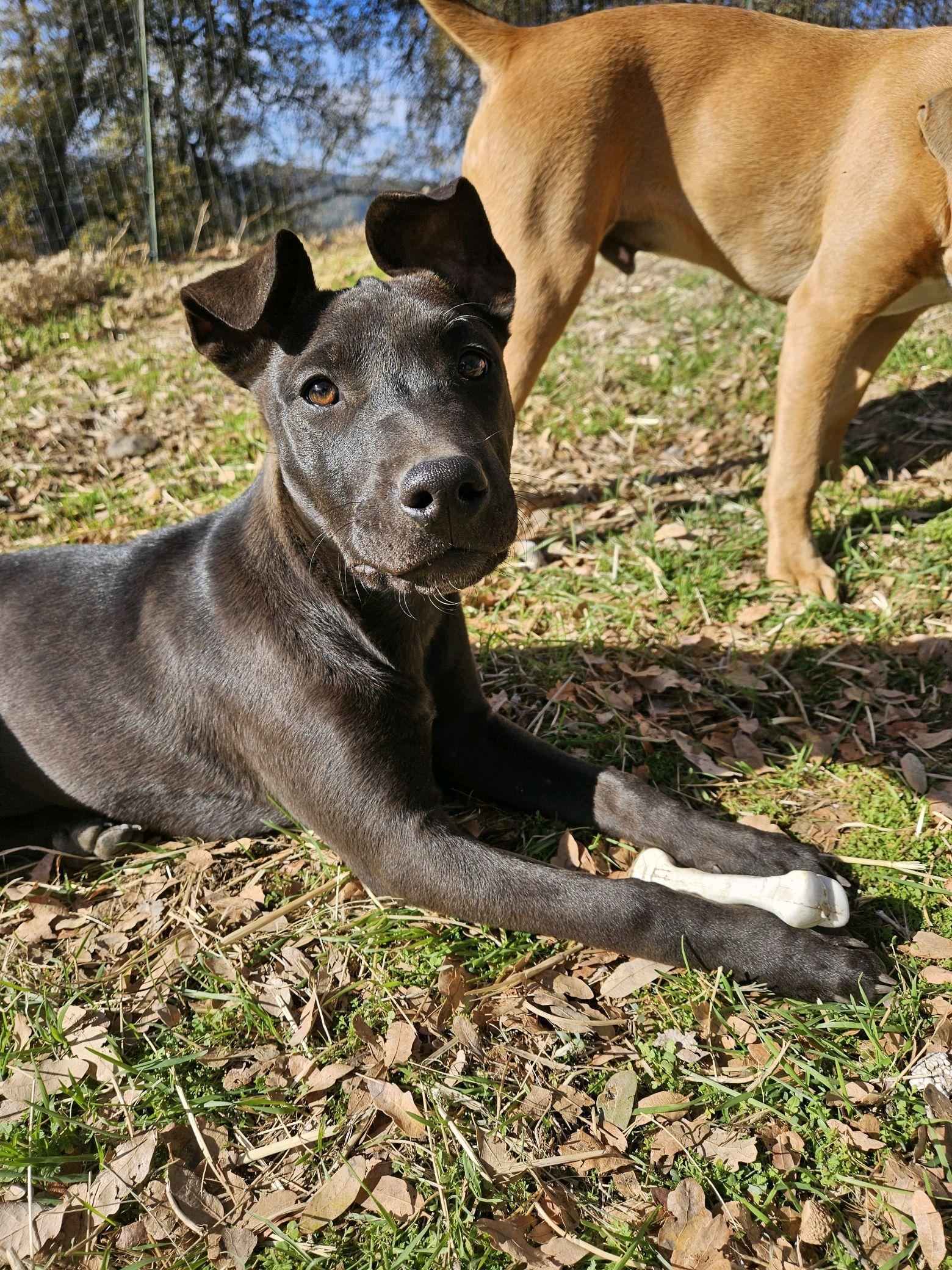 Tina, an adoptable Labrador Retriever in Sonora, CA, 95370 | Photo Image 1