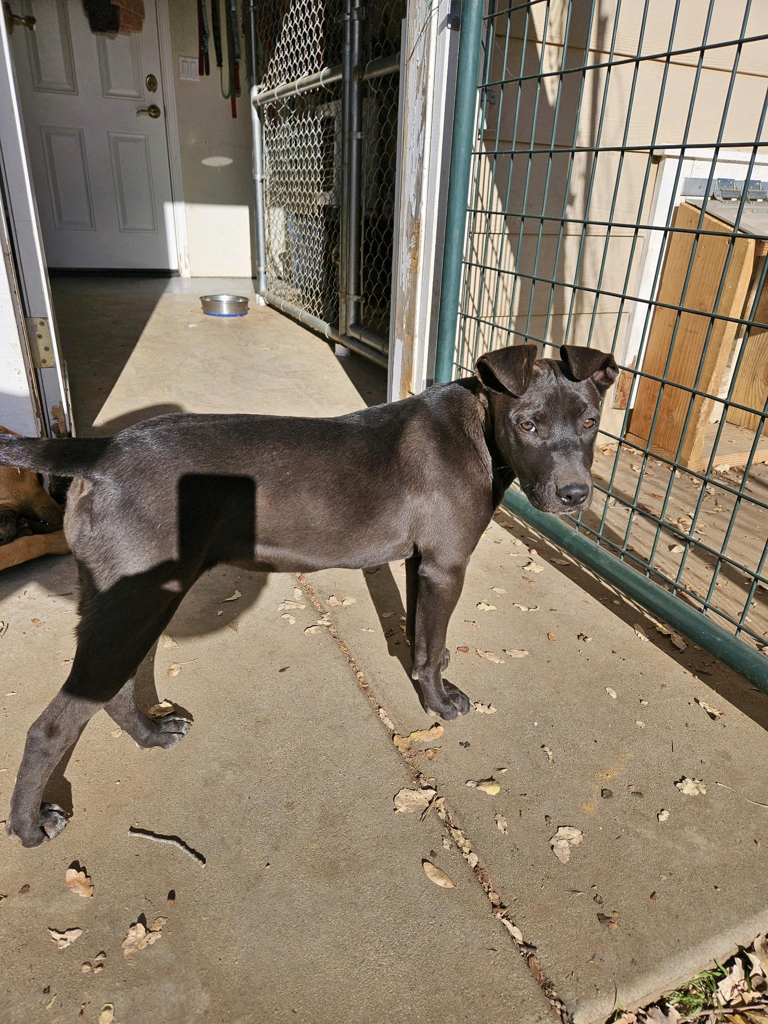 Tina, an adoptable Labrador Retriever in Sonora, CA, 95370 | Photo Image 6