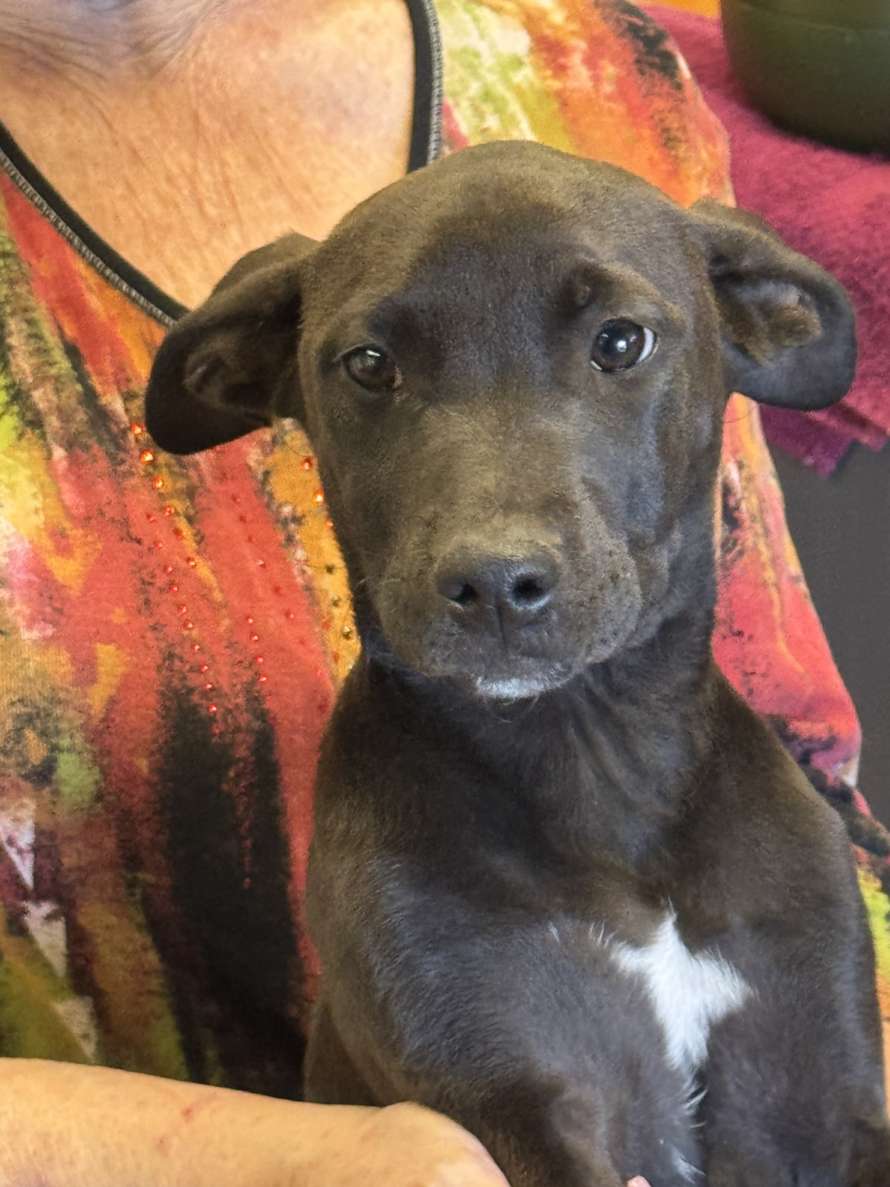 Tina, an adoptable Labrador Retriever in Sonora, CA, 95370 | Photo Image 4
