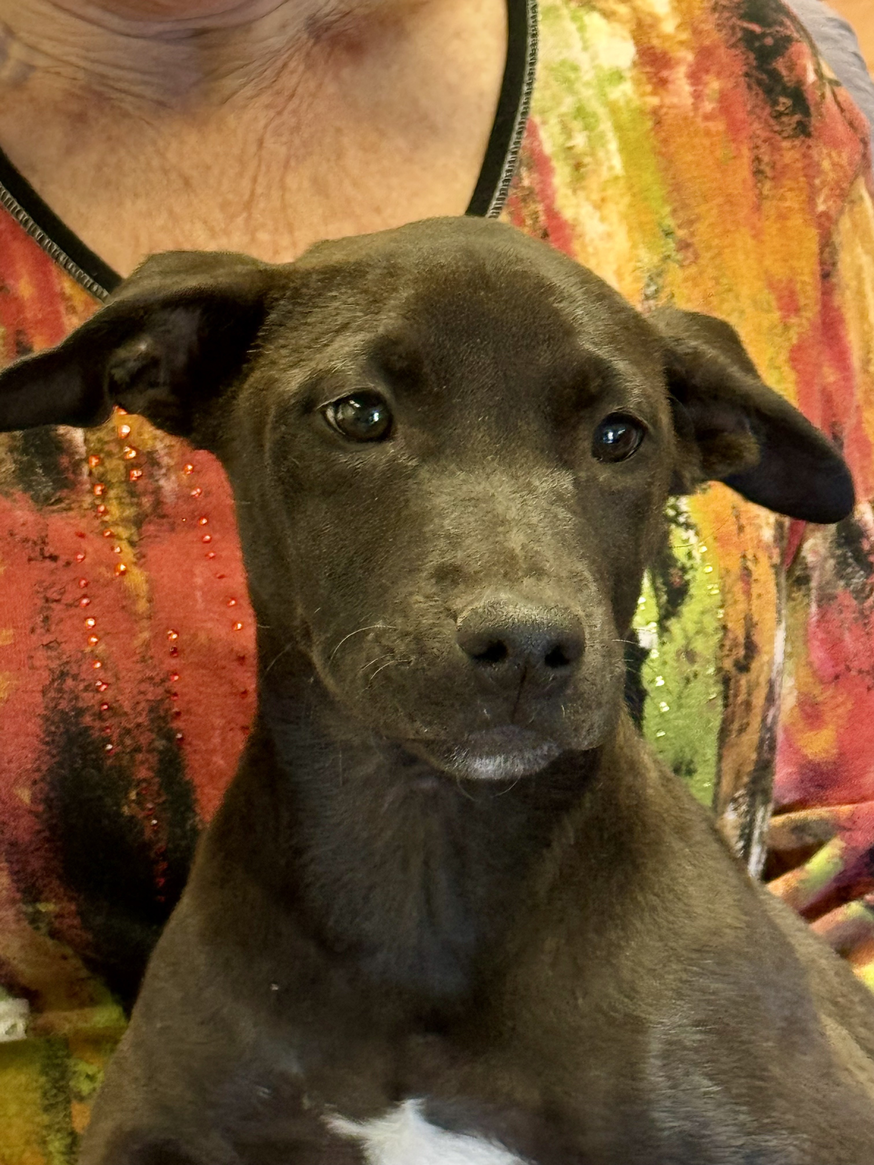 Tina, an adoptable Labrador Retriever in Sonora, CA, 95370 | Photo Image 3