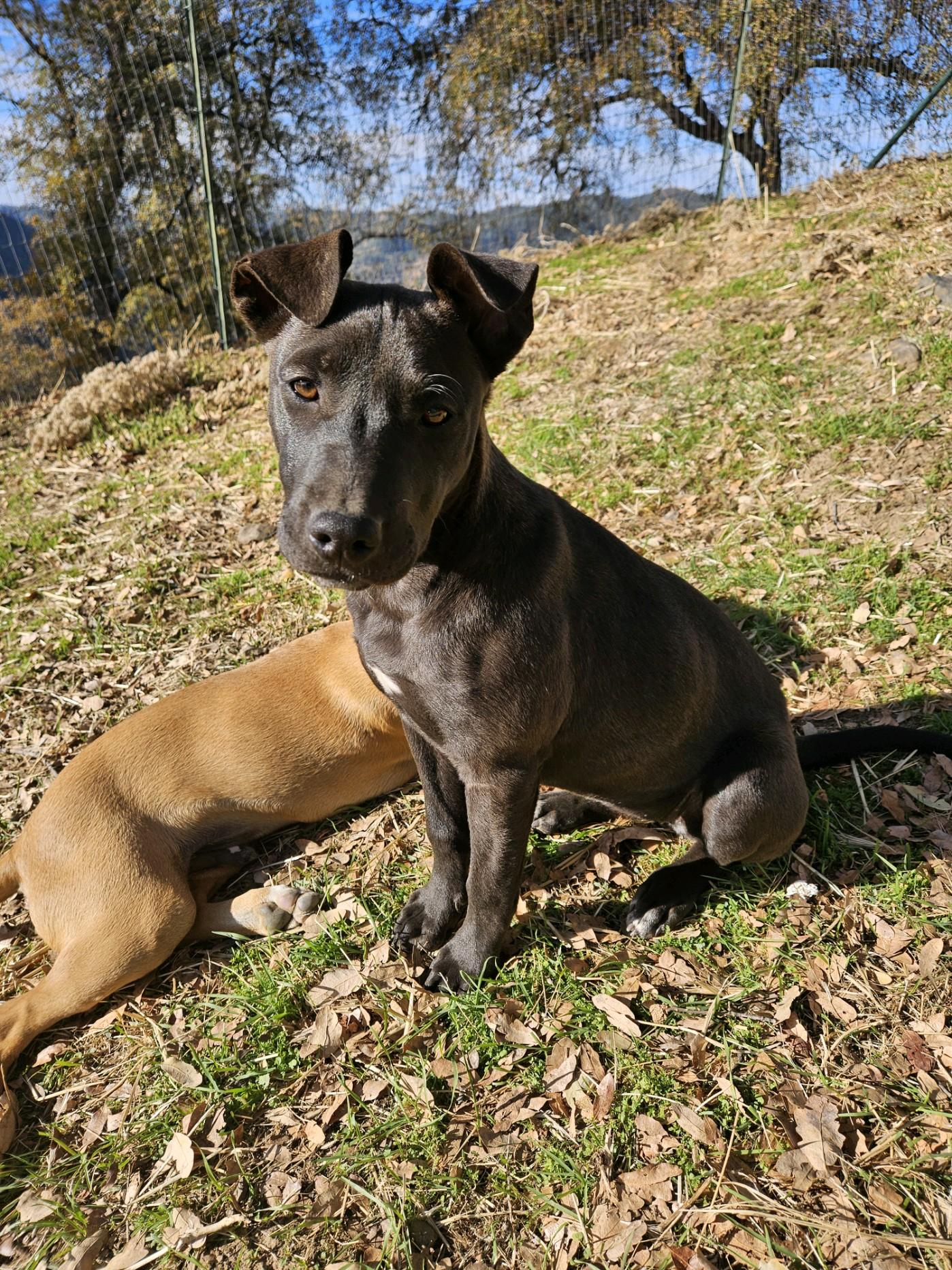 Tina, an adoptable Labrador Retriever in Sonora, CA, 95370 | Photo Image 2