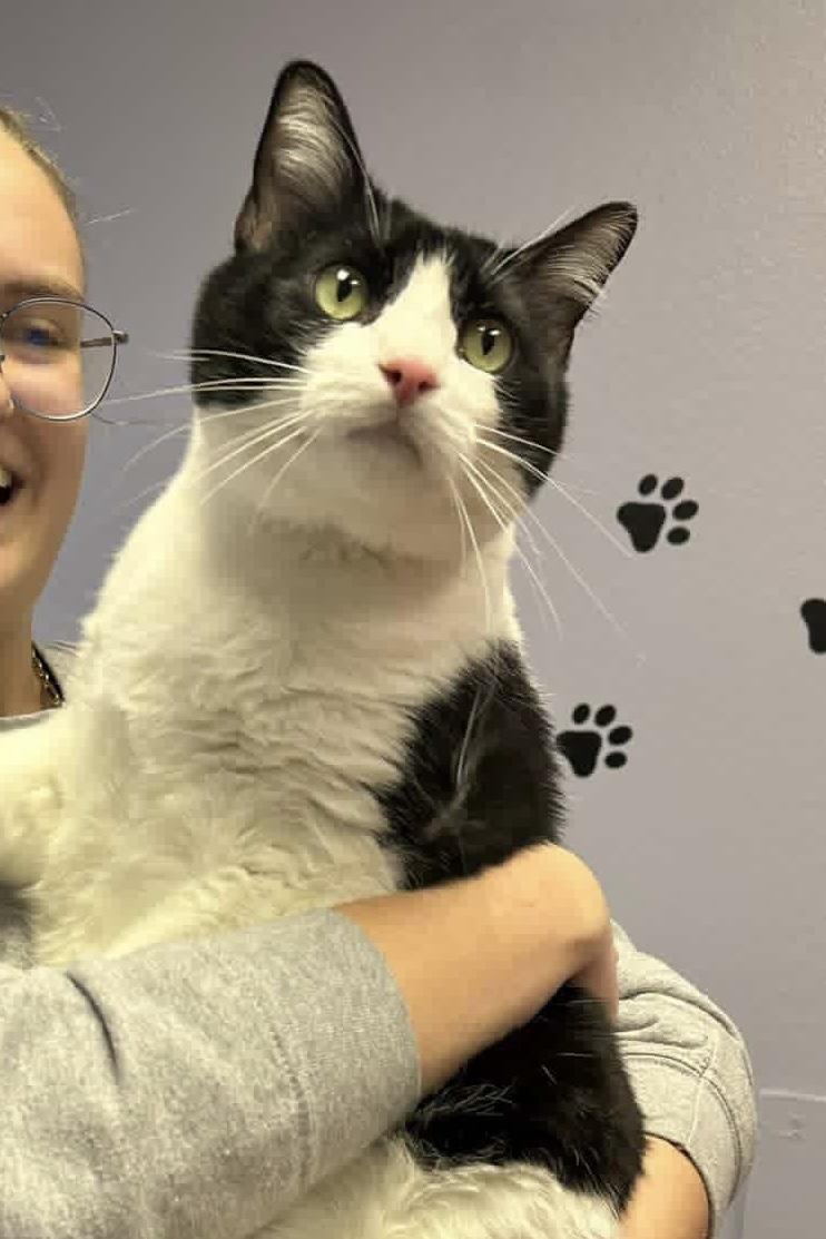 Mr. Moo, ADOPTABLE, Adult Male Domestic Short Hair.