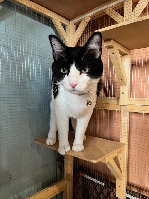 Enlarge Mr. Moo, a ADOPTABLE Domestic Short Hair in Denver, CO image 2/3