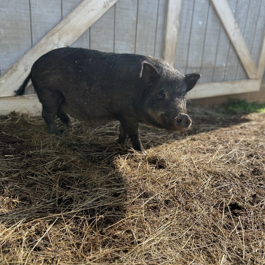 Amy, Adoptable, Adult Female Vietnamese Pot Bellied & Pot Bellied.