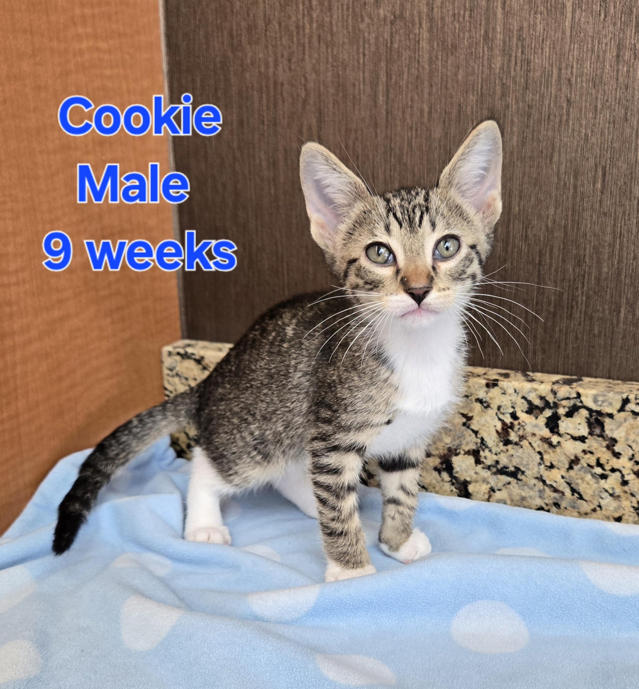 Cookie 1
