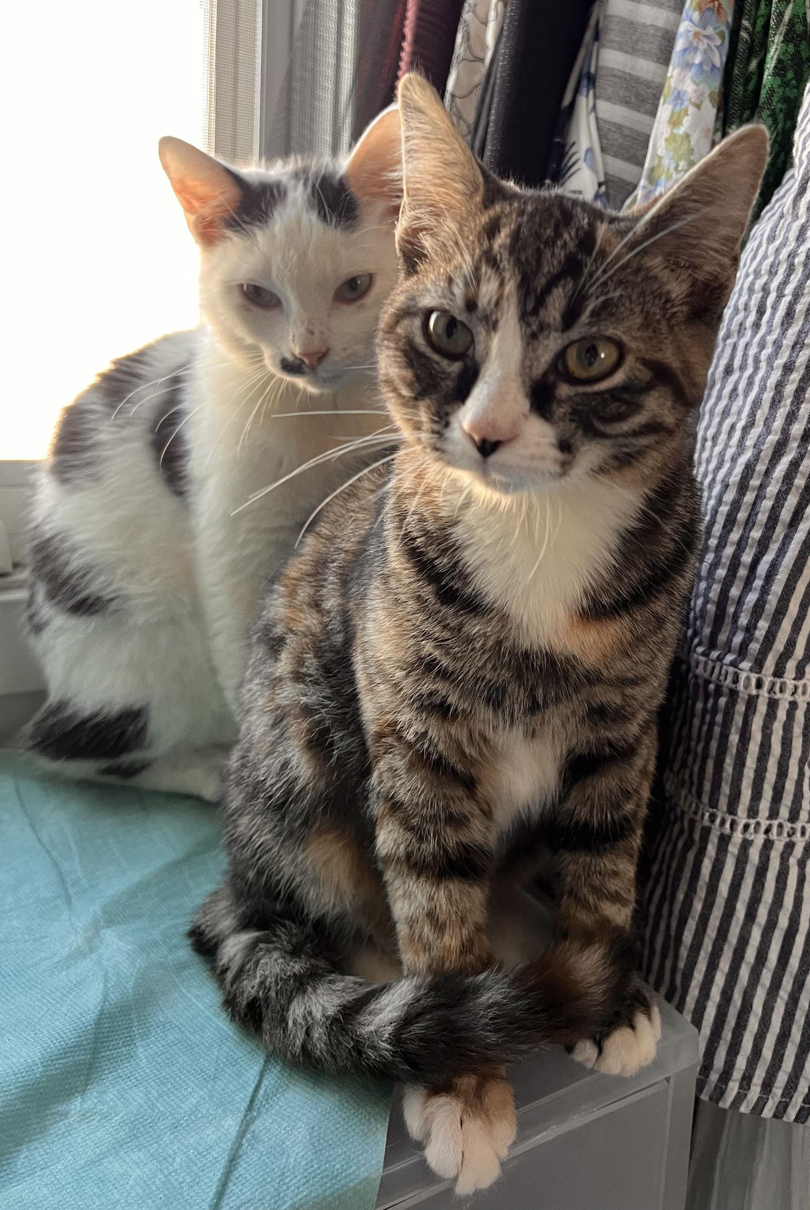 Carol, Adoptable, Young Female Tabby.