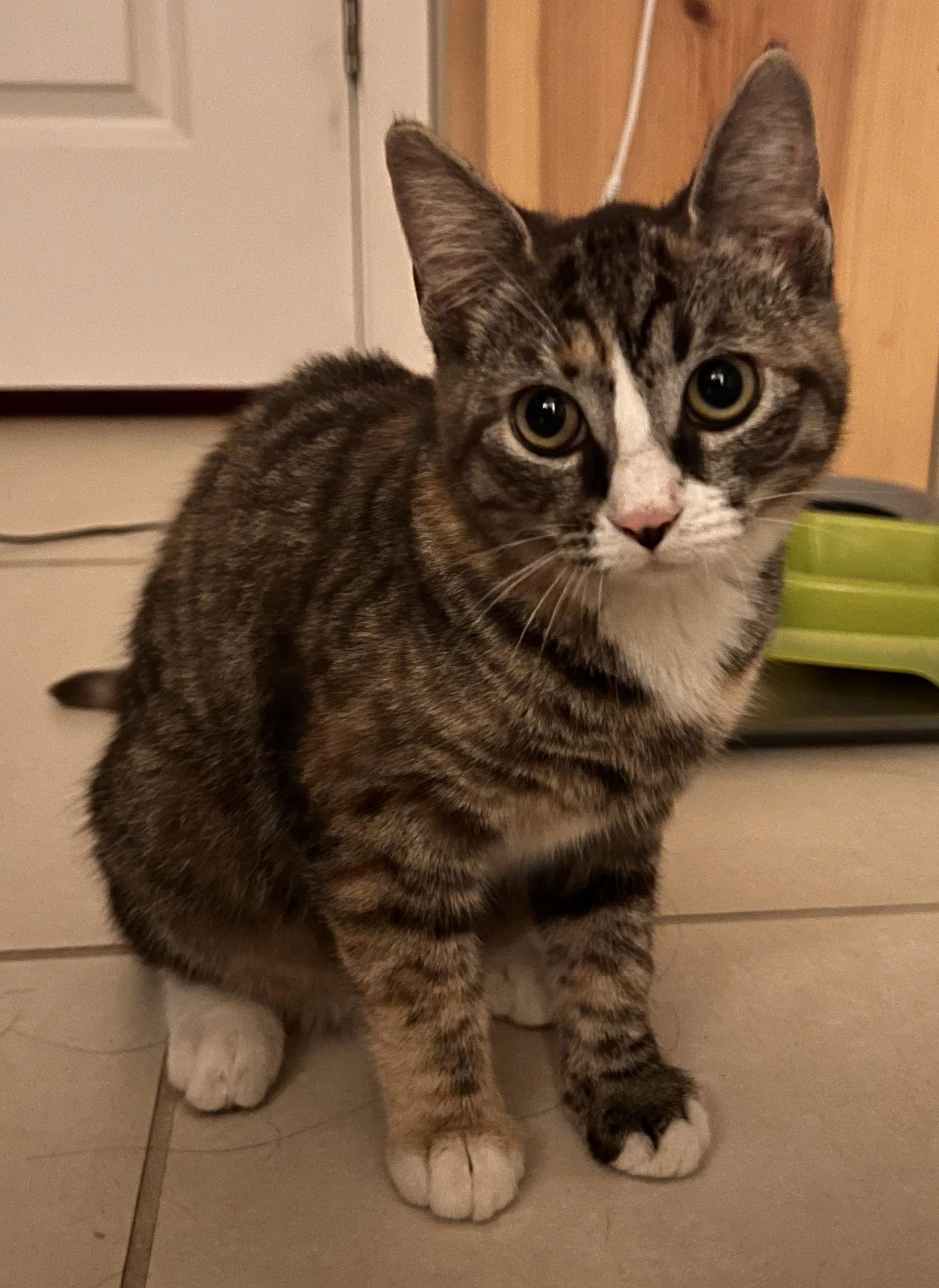 Carol, a Adoptable Tabby in San Jose, CA image 2/3