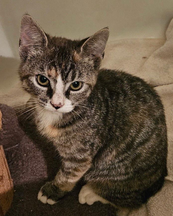 Carol, Adoptable, Kitten Female Domestic Short Hair.