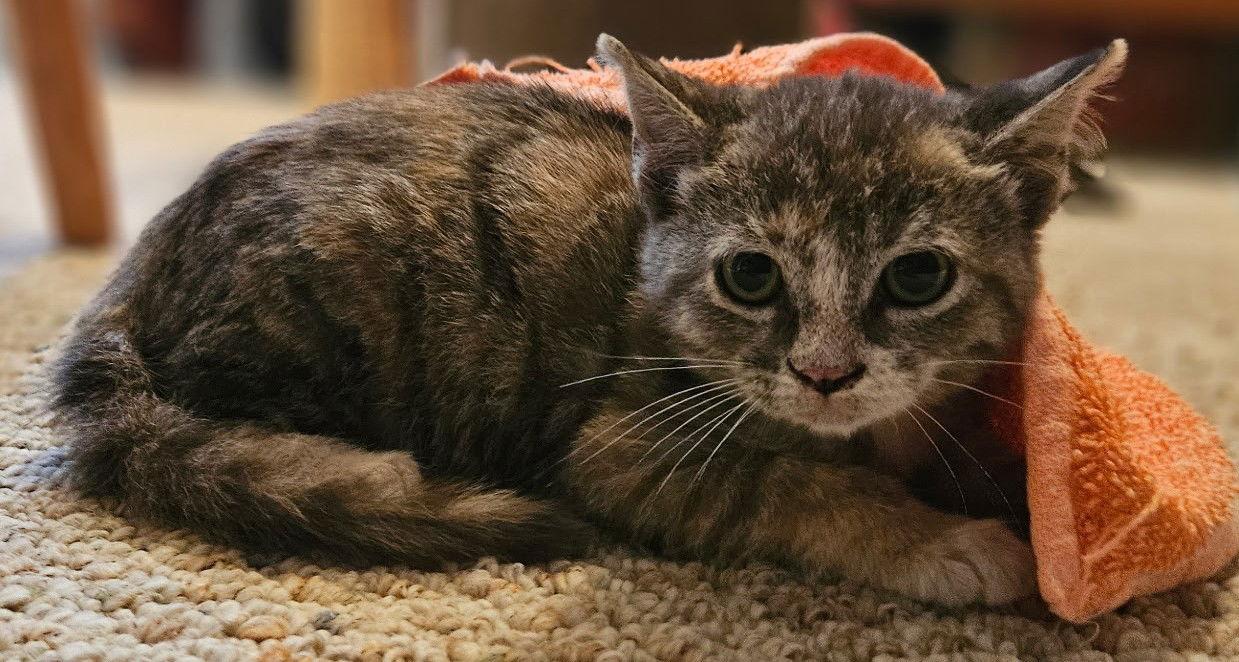 Enlarge Carol, a Adoptable Domestic Short Hair in San Jose, CA image 2/2