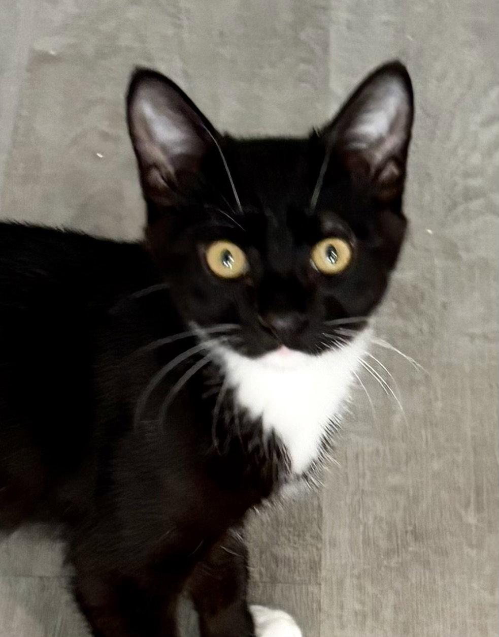 Jasper (bonded with Al), Adoptable, Kitten Male Tuxedo.