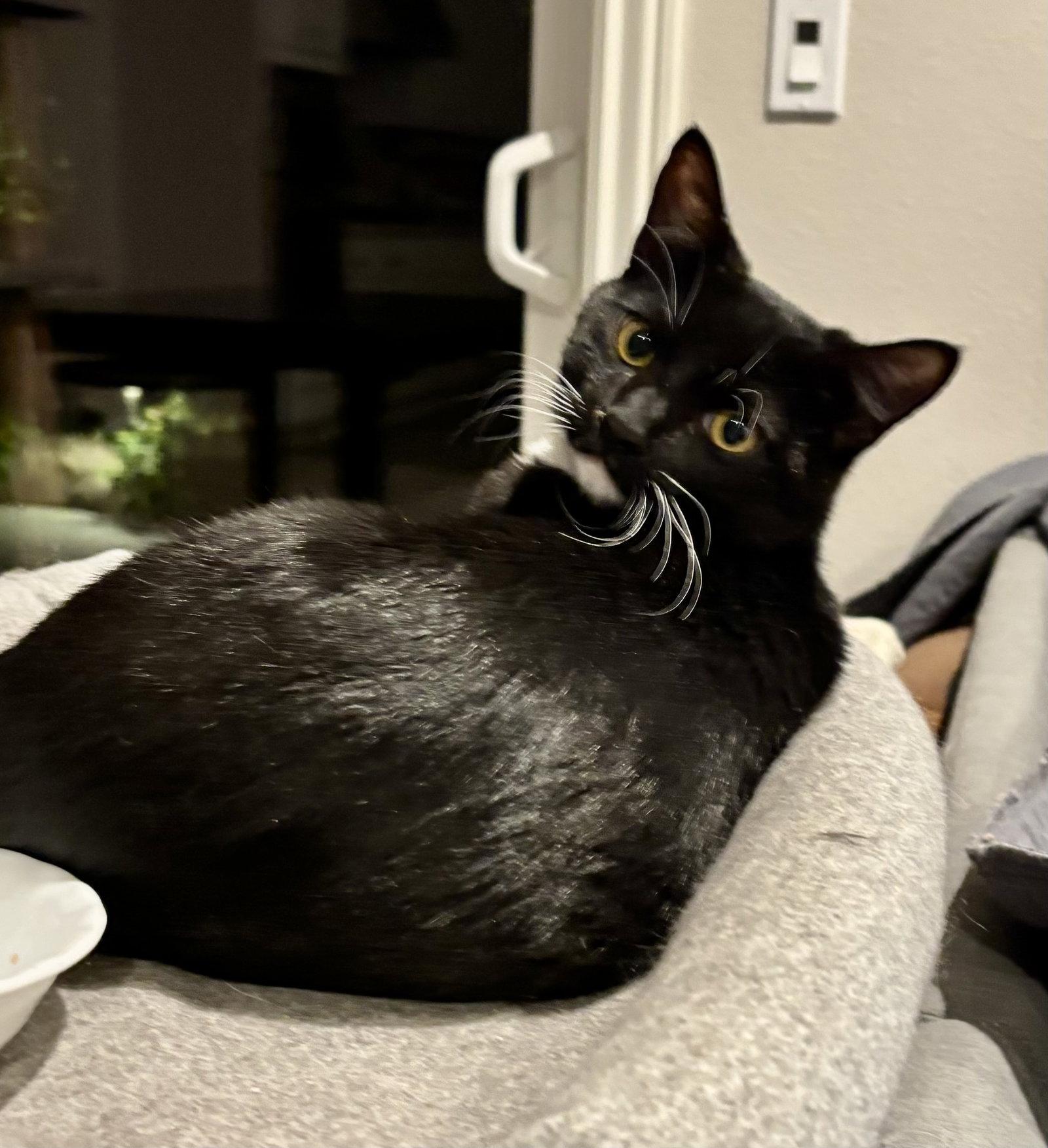 Enlarge Jasper, a Adoptable Tuxedo in Antioch, CA image 3/3