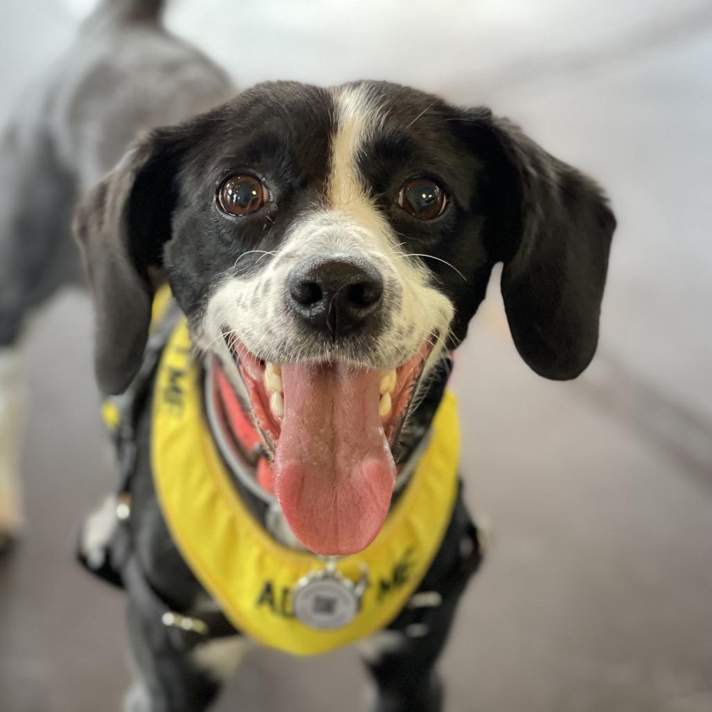 Enlarge Lexie, a Adoptable mixed breed in Summerfield, NC image 2/6