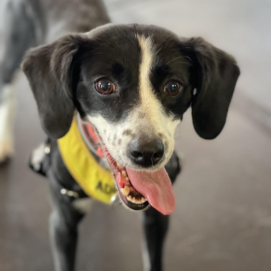 Enlarge Lexie, a Adoptable mixed breed in Summerfield, NC image 3/6