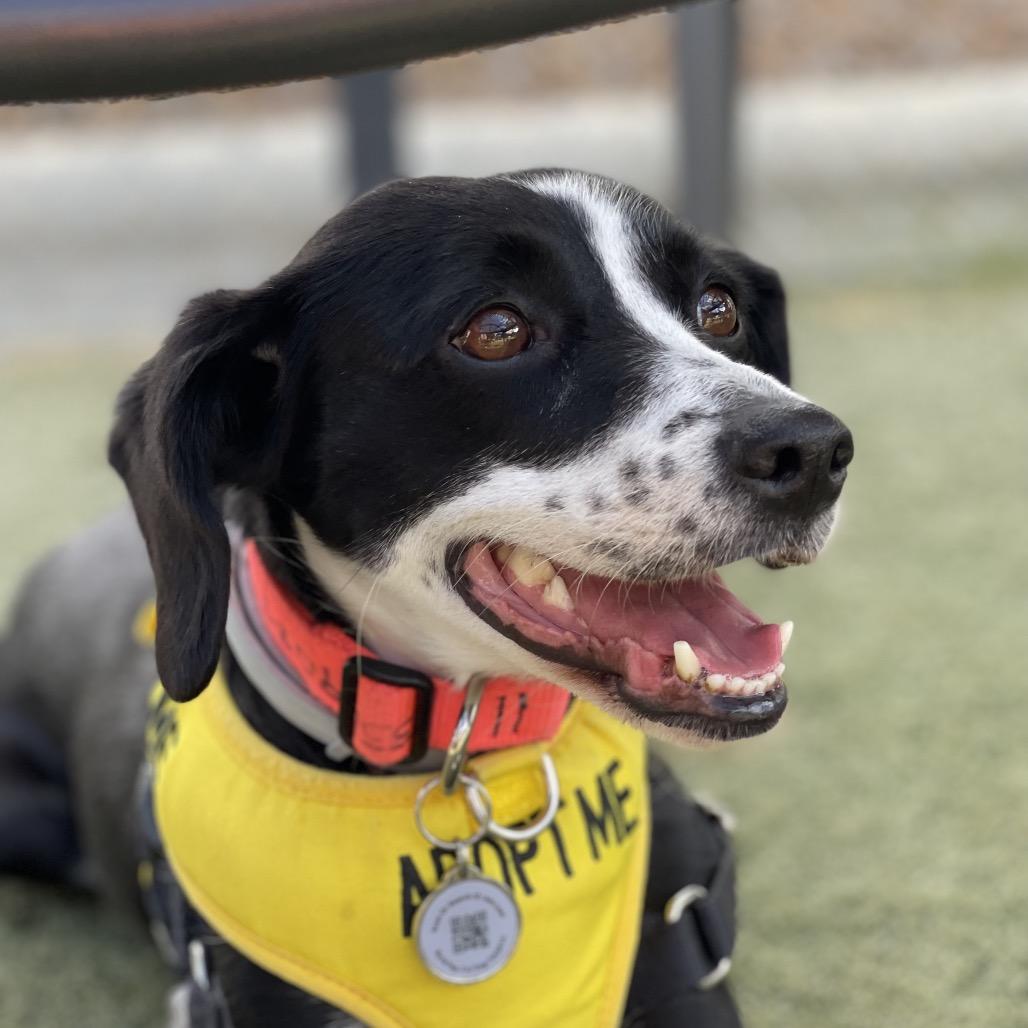 Enlarge Lexie, a Adoptable mixed breed in Summerfield, NC image 5/6