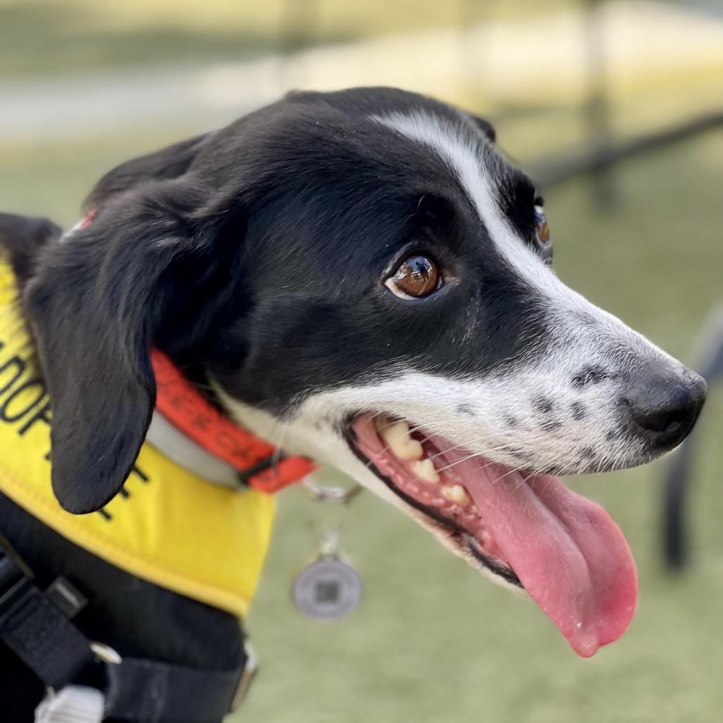 Enlarge Lexie, a Adoptable mixed breed in Summerfield, NC image 6/6