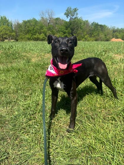 Enlarge Kimberly, a Adoptable mixed breed in Fort Worth, TX image 1/3