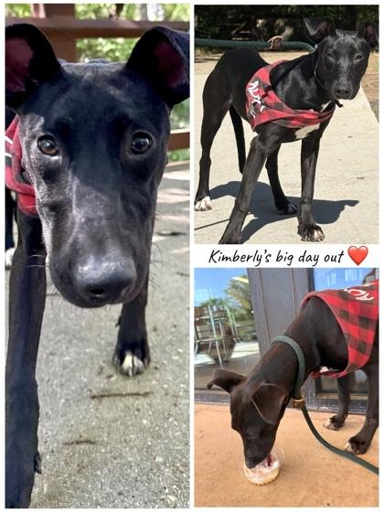 Enlarge Kimberly, a Adoptable mixed breed in Fort Worth, TX image 2/3