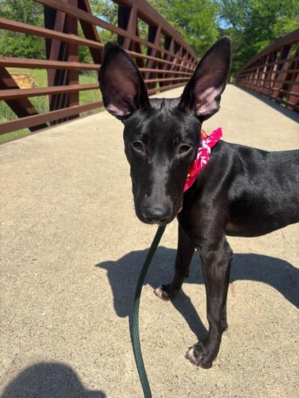 Enlarge Kimberly, a Adoptable mixed breed in Fort Worth, TX image 3/3