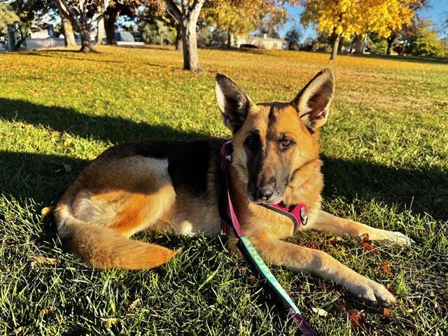 SHAY, Adoptable, Adult Female German Shepherd Dog & Mixed Breed.