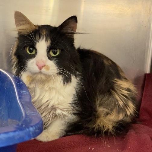 Willow - C26-004, Adoptable, Adult Female Domestic Long Hair.