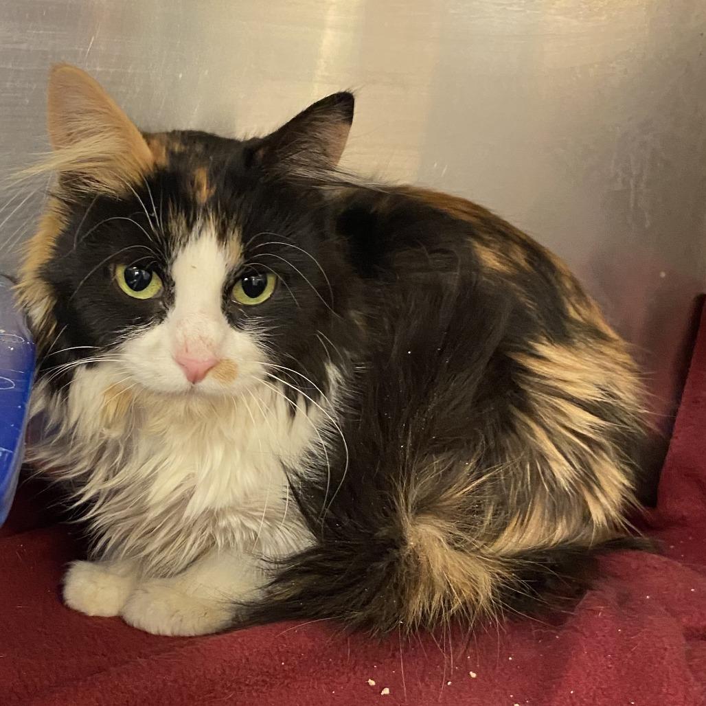 Enlarge Willow - C26-004, a Adoptable Domestic Long Hair in Elbow Lake, MN image 2/2