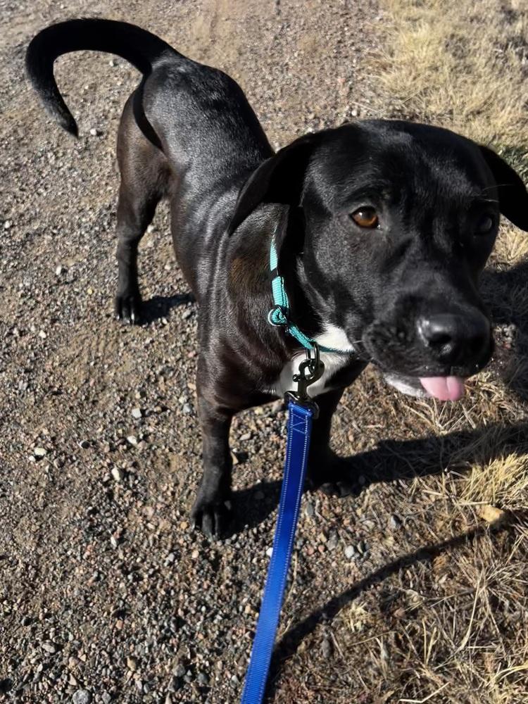 Jerry, a ADOPTABLE mixed breed in Commerce City, CO image 5/6