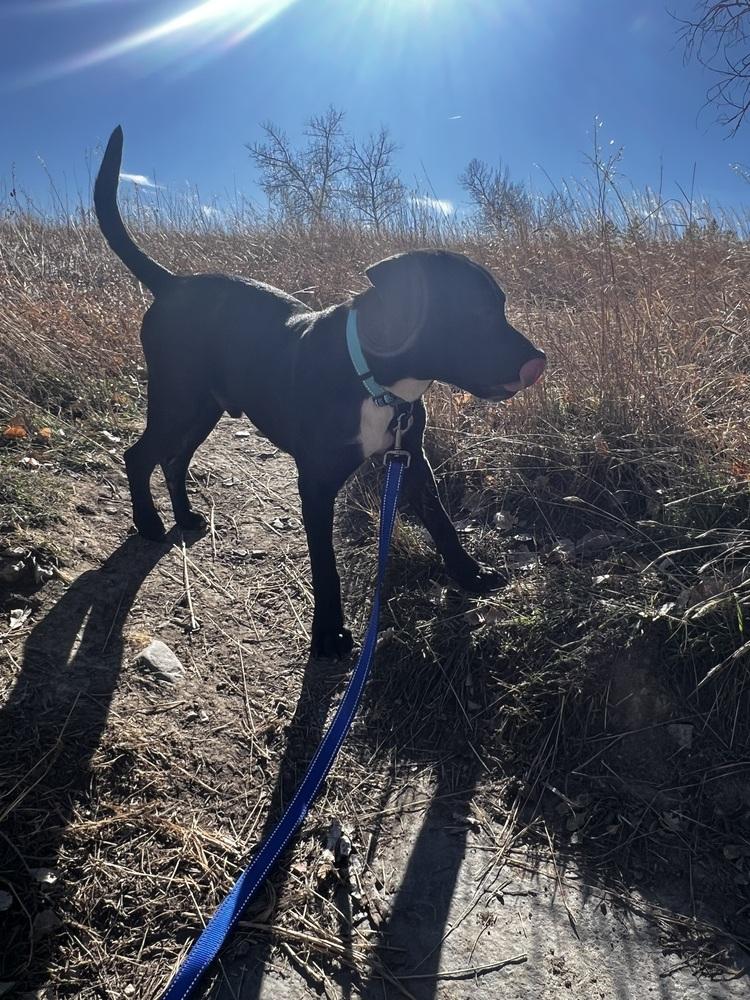 Jerry, a ADOPTABLE mixed breed in Commerce City, CO image 6/6