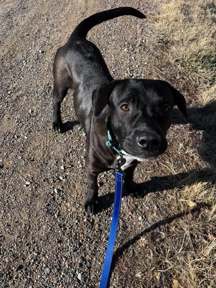 Jerry, a ADOPTABLE mixed breed in Commerce City, CO image 1/6