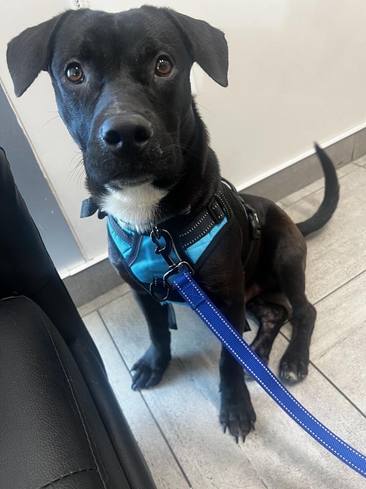 Jerry, a ADOPTABLE mixed breed in Commerce City, CO image 3/6