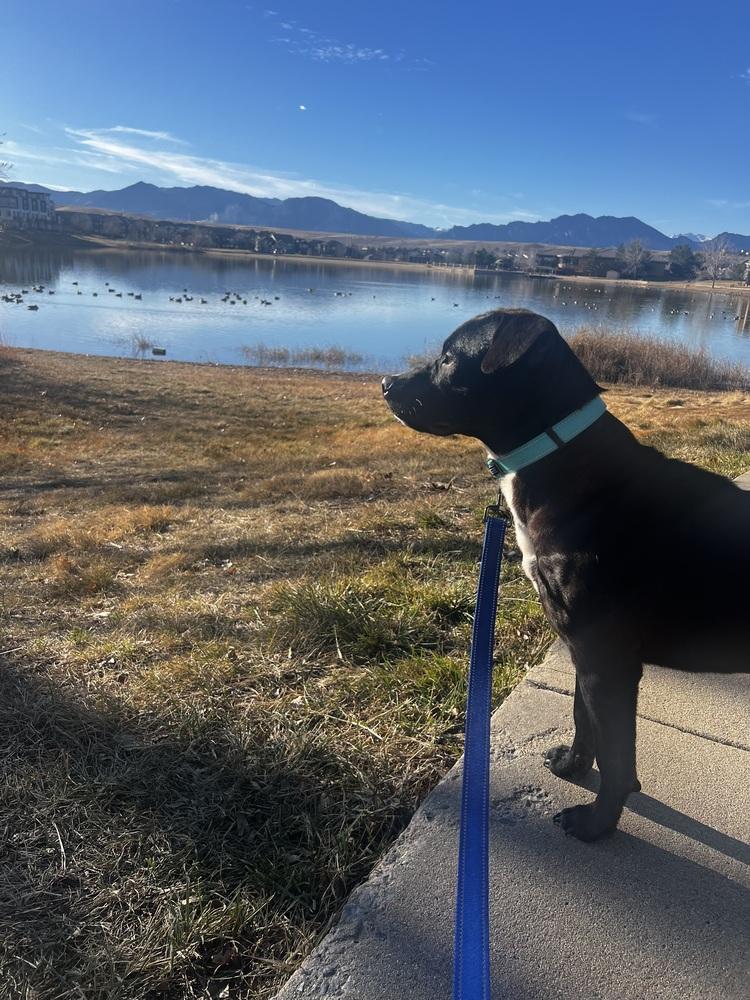 Jerry, a ADOPTABLE mixed breed in Commerce City, CO image 2/6