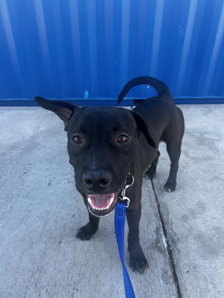 Jerry, a ADOPTABLE mixed breed in Commerce City, CO image 4/6