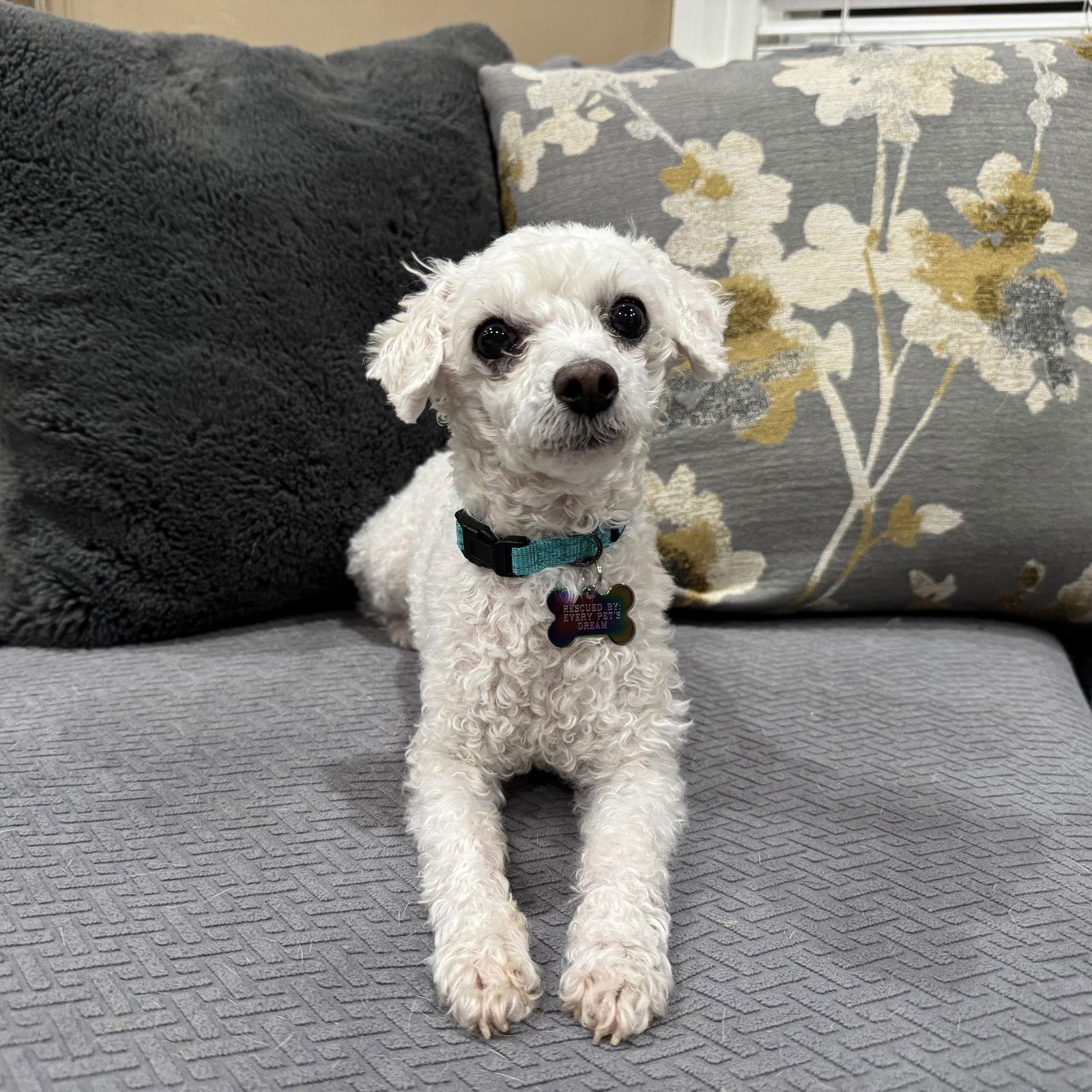 Bullet, Adoptable, Senior Male Poodle & Maltese.