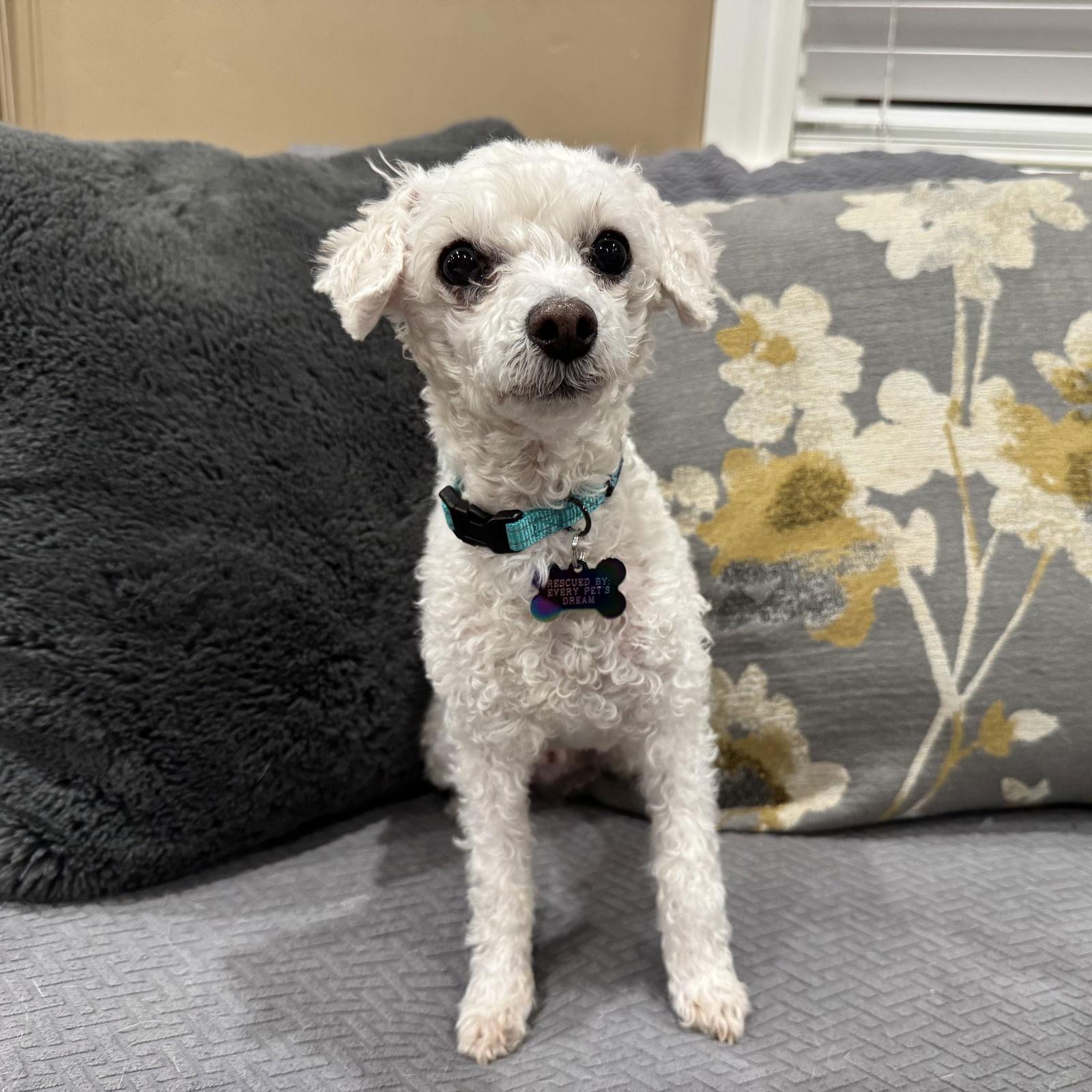 Enlarge Bullet, a Adoptable mixed breed in Santa Clara, CA image 2/3