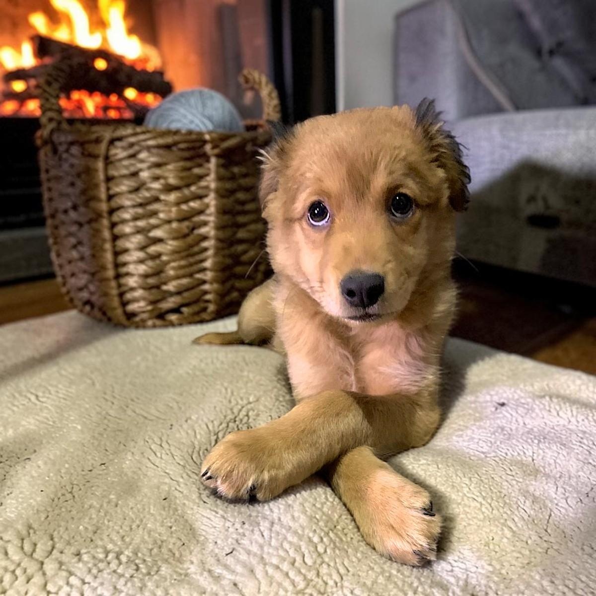 Enlarge Fluffy, an adopted mixed breed in Encinitas, CA image 2/3