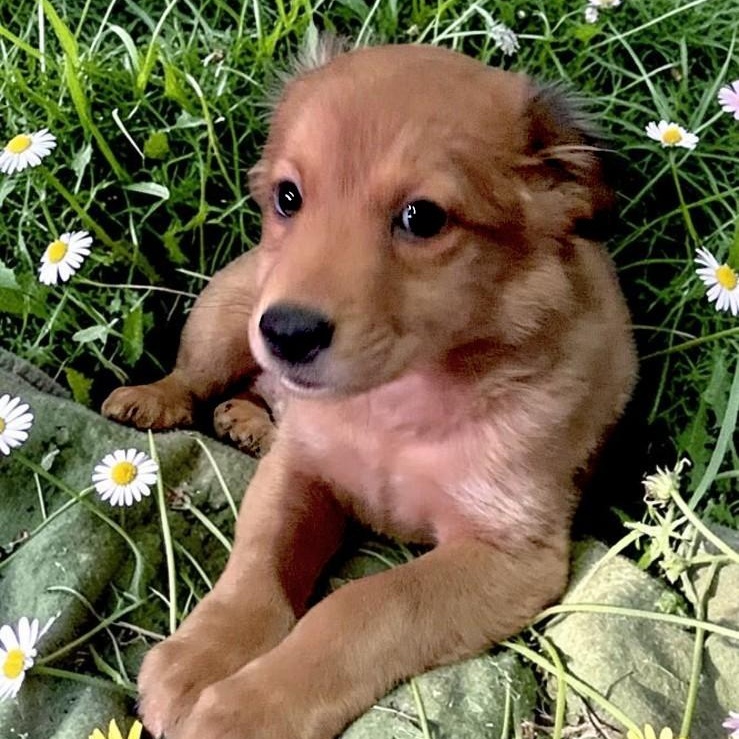 Enlarge Fluffy, an adopted mixed breed in Encinitas, CA image 3/3