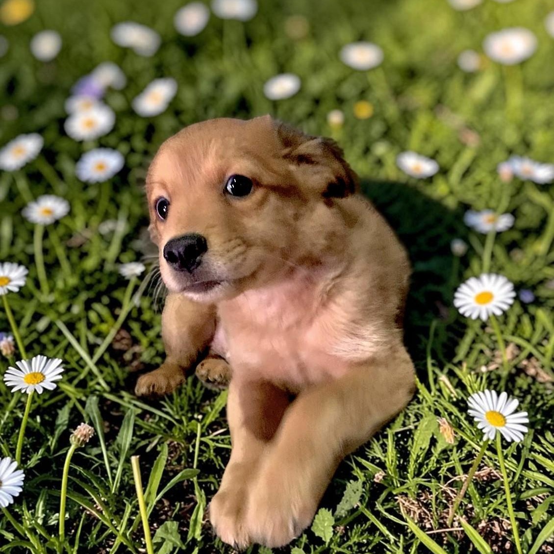 Fluffy, adopted, Puppy Male Border Collie.