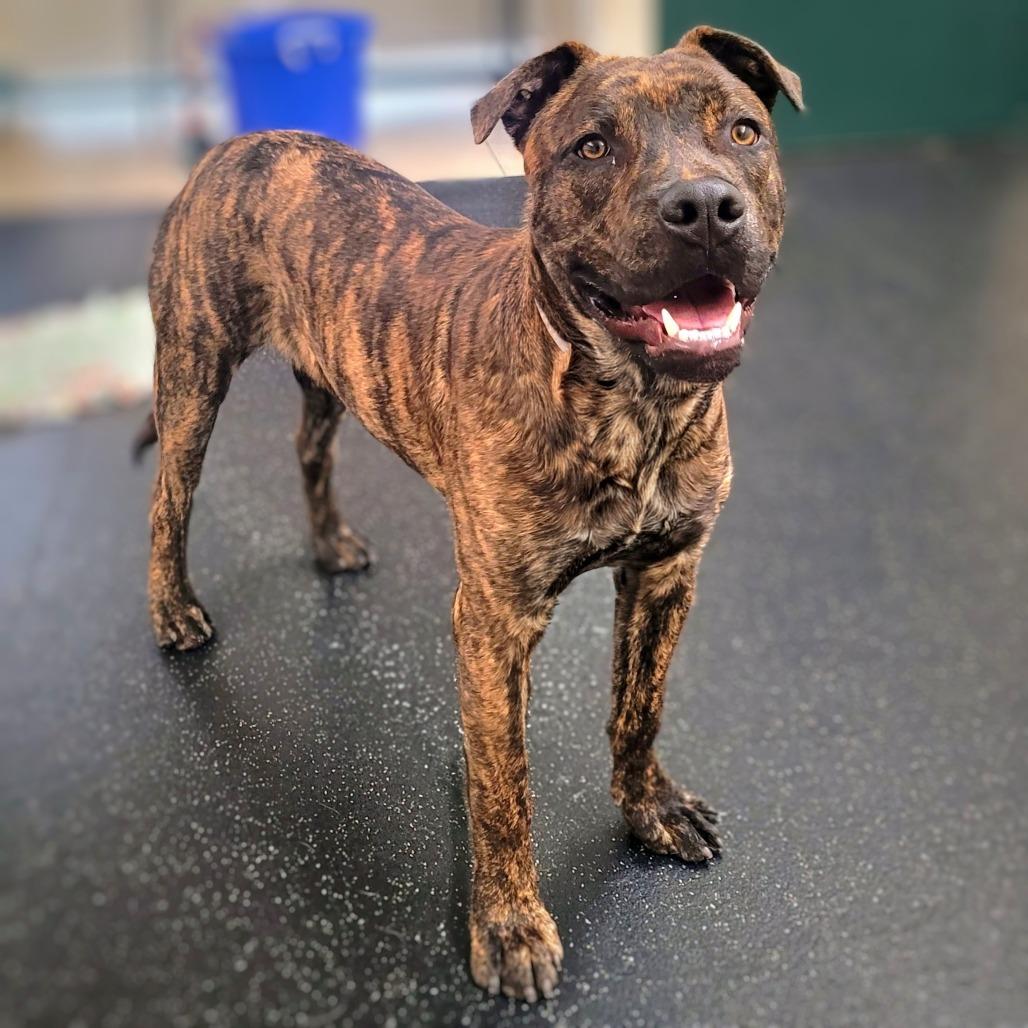 Skipps, Adoptable, Young Male Pit Bull Terrier & Shepherd.