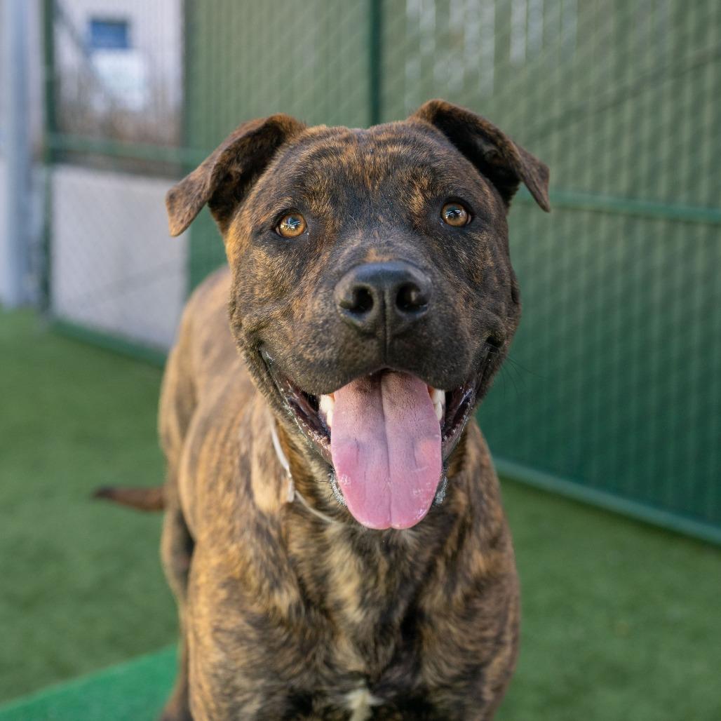 Skipps, a Adoptable mixed breed in Pasadena, CA image 2/6