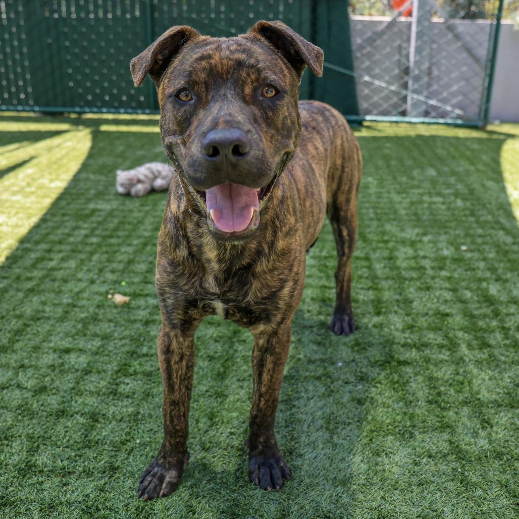 Skipps, a Adoptable mixed breed in Pasadena, CA image 3/6