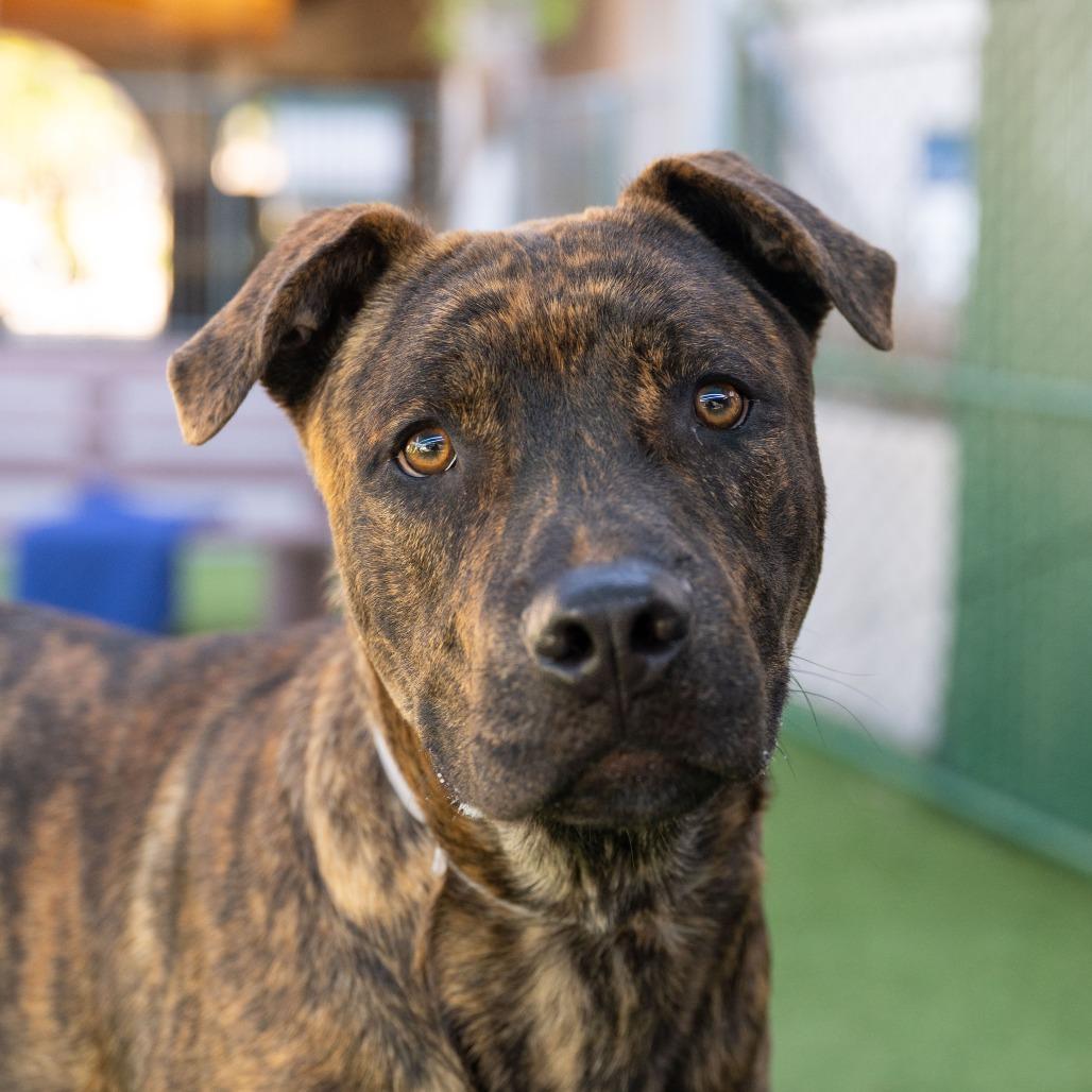 Skipps, a Adoptable mixed breed in Pasadena, CA image 4/6