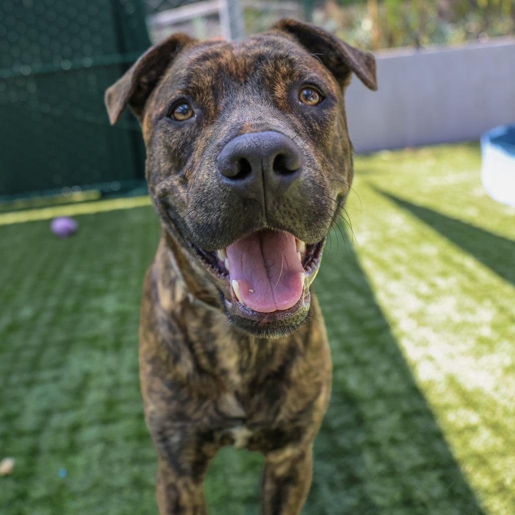 Skipps, a Adoptable mixed breed in Pasadena, CA image 5/6