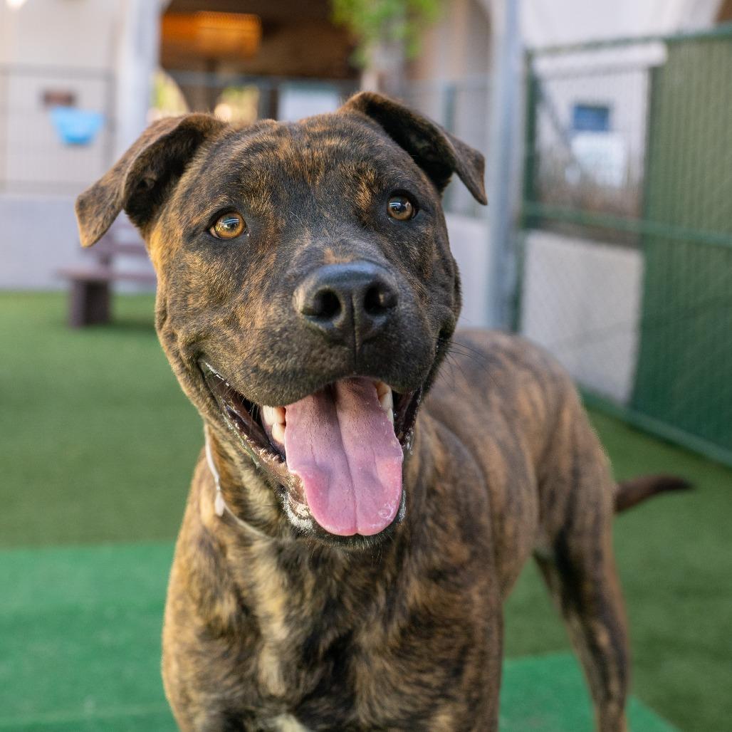 Skipps, a Adoptable mixed breed in Pasadena, CA image 6/6